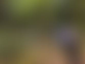 5月8日 山菜採り🌿