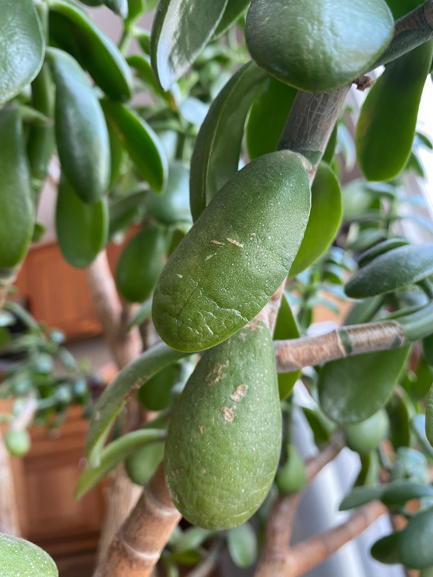 My old jade plant is getting wilted and slightly yellow leaves. It is in the same location it’s been in. content media