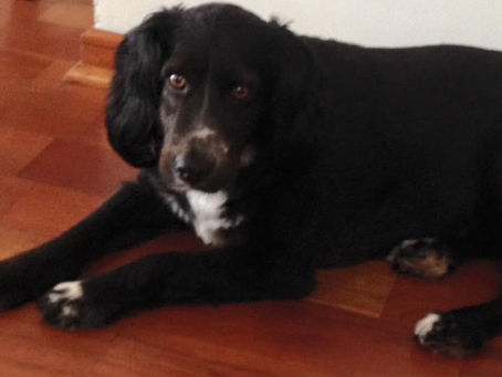 GUANTE
(2013 - 2020)