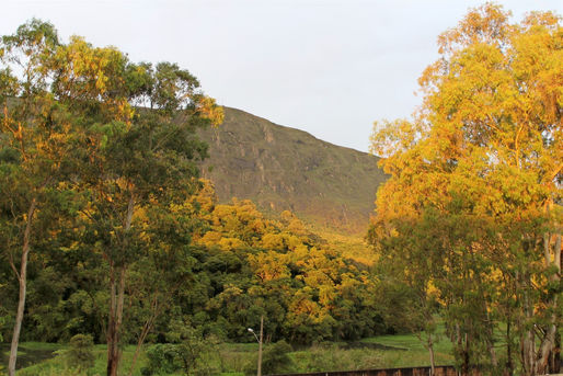 Sobre natureza e afeto 