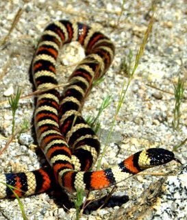dreams of snakes ,dream interpretetion answers