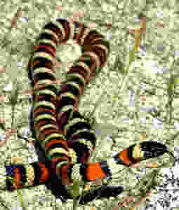 dreams of snakes ,dream interpretetion answers