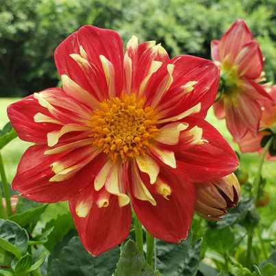 Delightful things I learned to grow