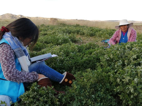 INEI encuestará a familias peruanas para determinar consumo tradicional de hoja de coca
