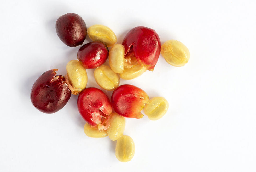 Pulped coffee cherry with mucilage.
