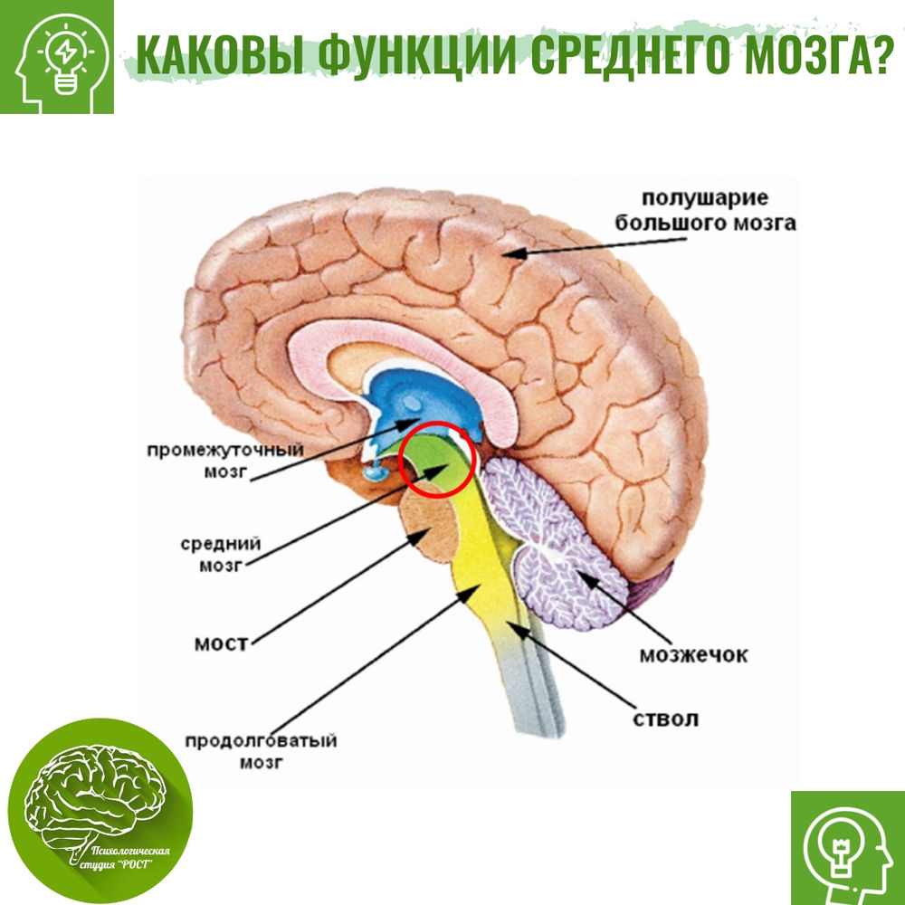 Функции заднего отдела мозга