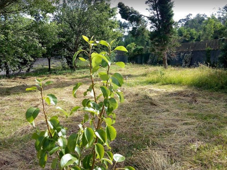 O XENAR DO NOSO PROXECTO.
Comezaron a agromar as árbores do noso patio!