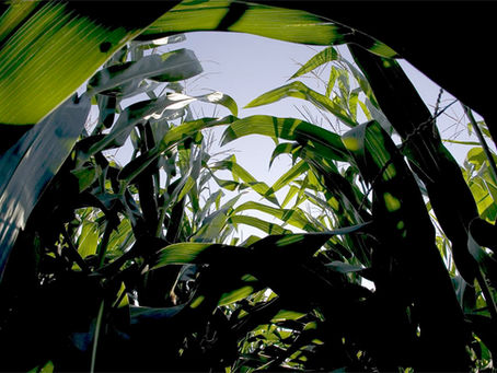 Crop achilles' heel costs farmers 10 percent of potential yield
