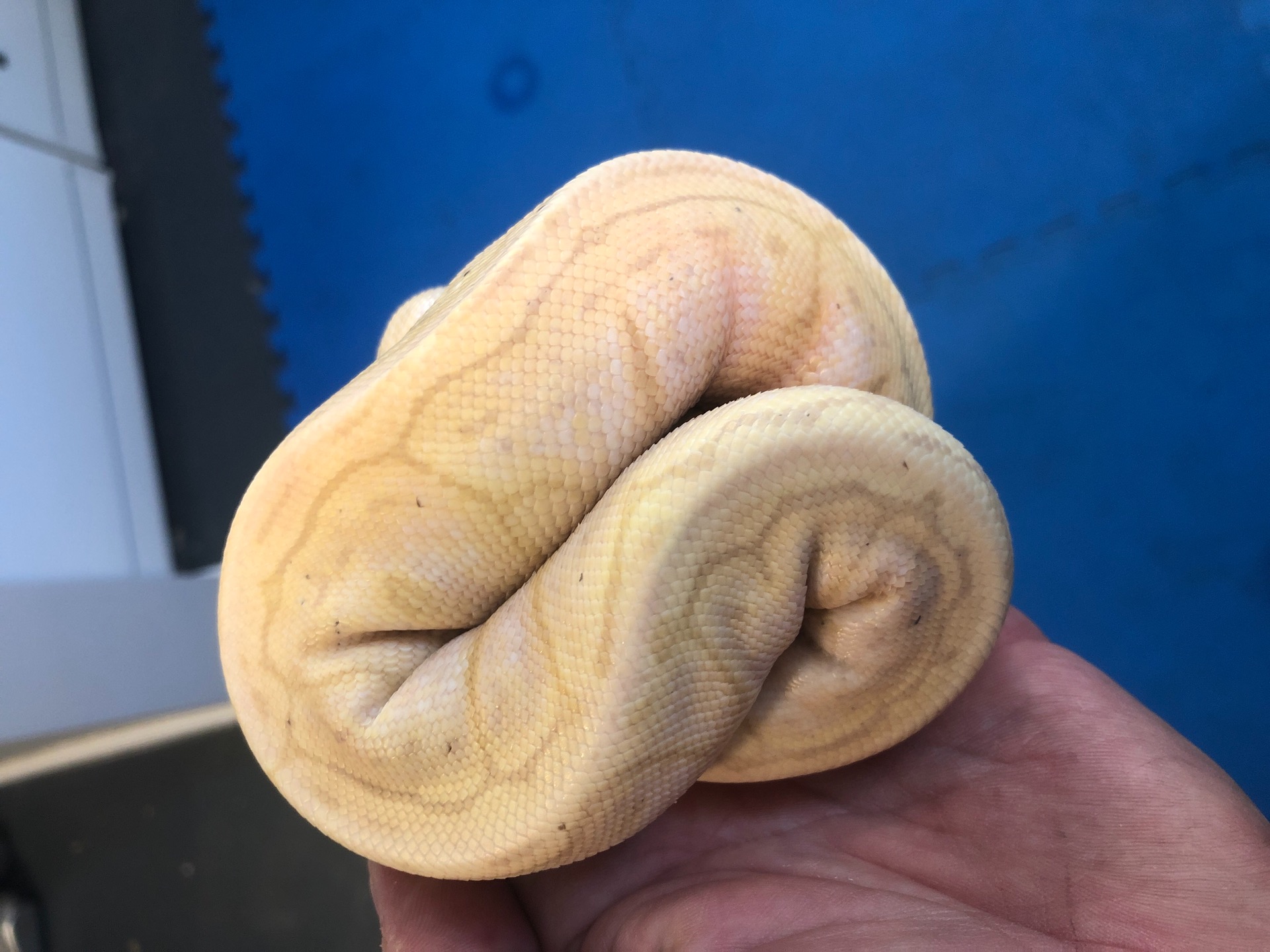 Down sizing my ball python collection !! content media