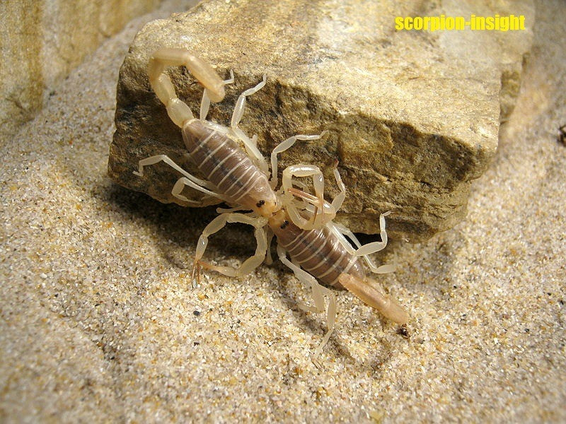 Buthacus arenicola