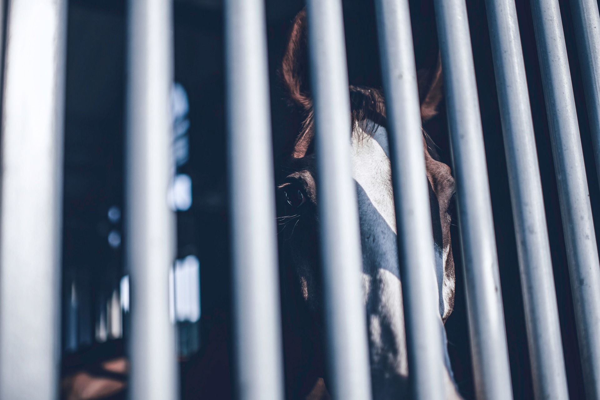 Life behind bars content media