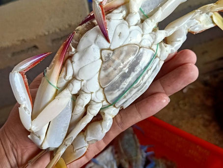 ☑️สนใจปูม้าไซส์ใหนดีค่ะ ❗🐟🐙ไซส์ดองน้ำปลา190บาท 10-13ตัวโล