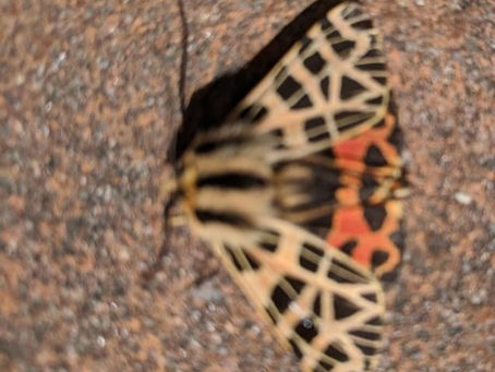 Ornate Tiger Moth