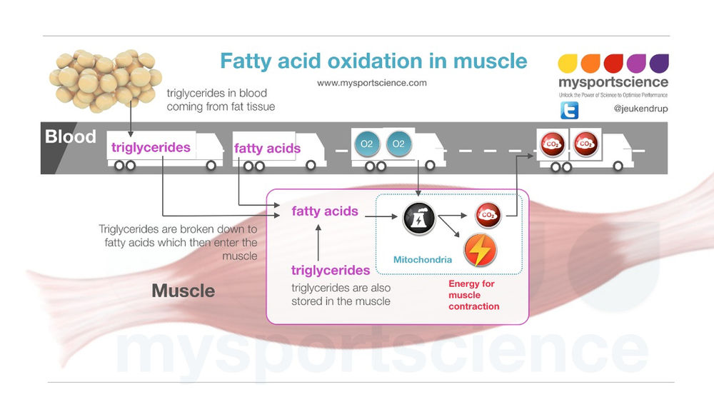 Optimized fat oxidizing process