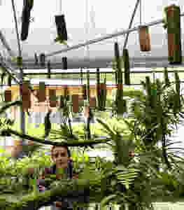 Juliana Lopes taking in the magic of many orchids being cultivated in the Orquidário at Legado das Águas