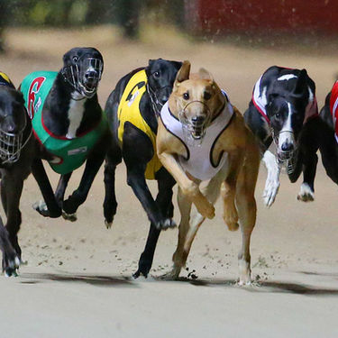 Greyhound Racing - What's Up With That? #2