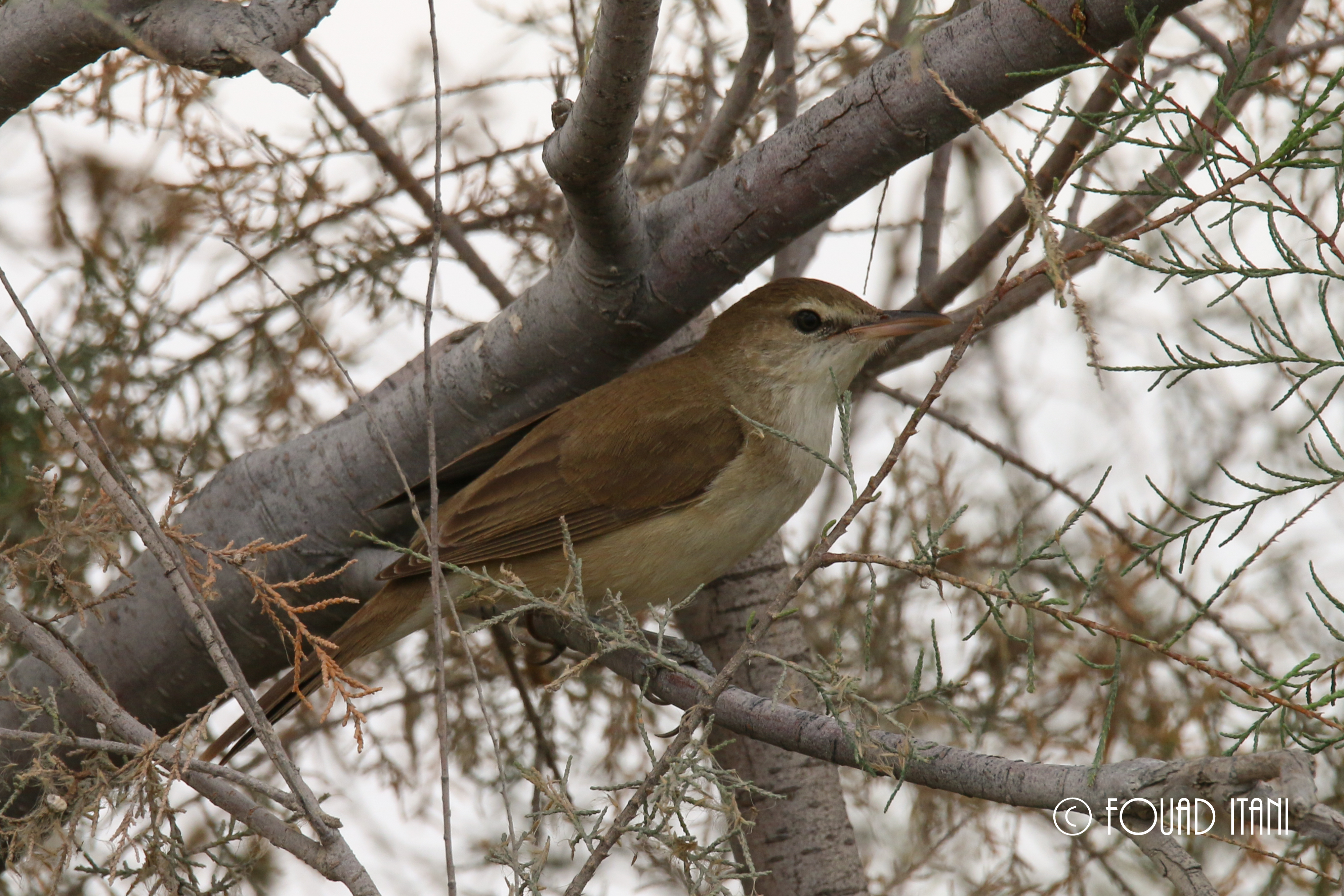 C or G Reed Warbler? content media
