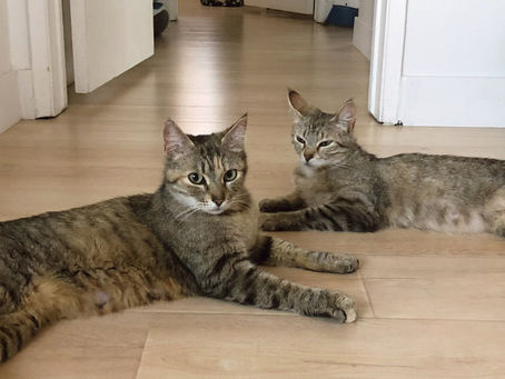 A FIV+ Result - Now What?