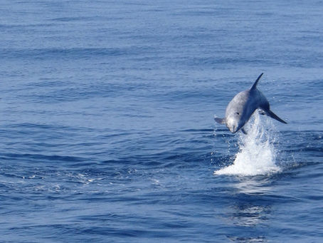 Risso's dolphins - Wakayama
