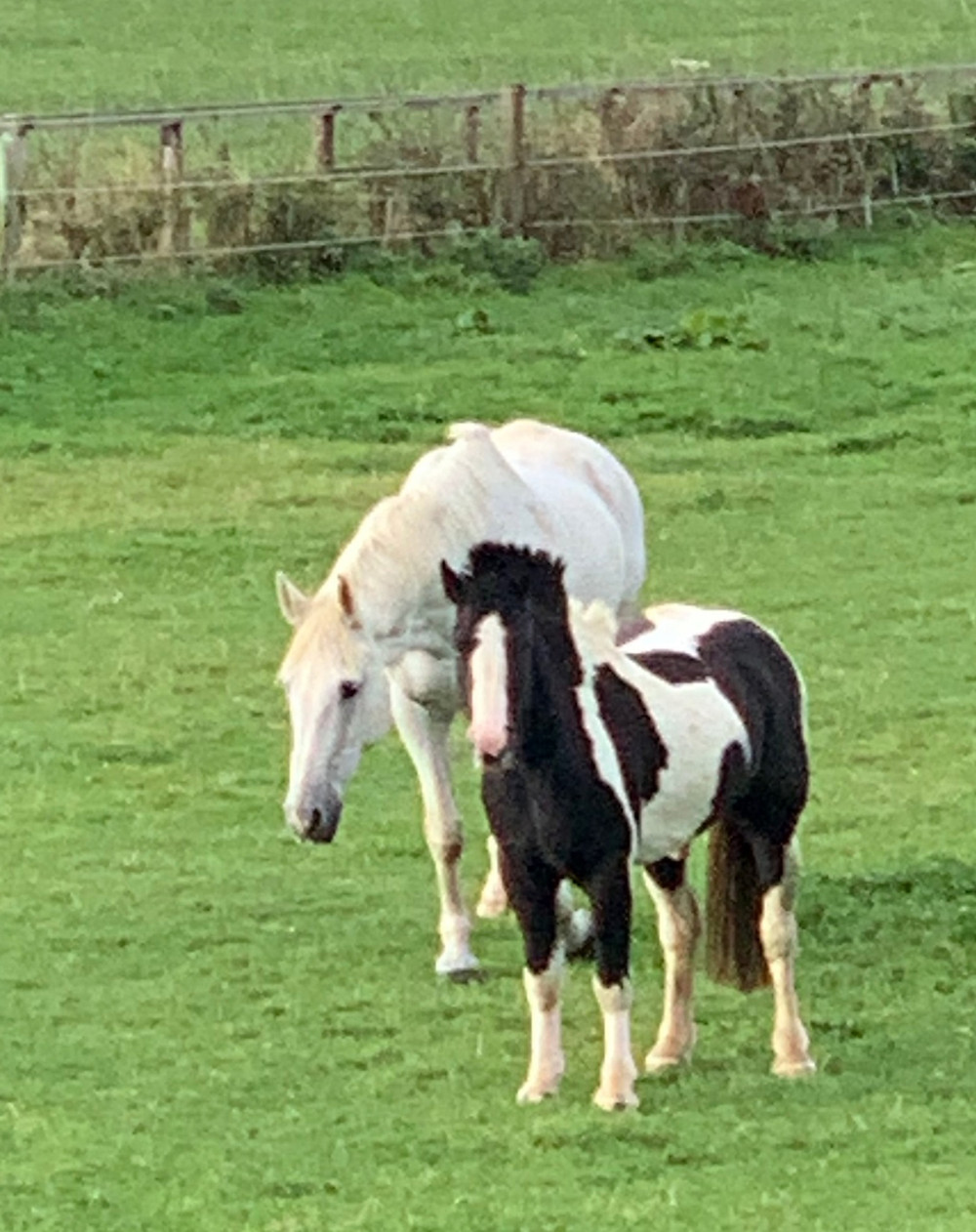 horse and pony care, management, field maintenance