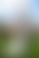 Julie and Daniel's Blush Micro-Wedding, Fairfield, Connecticut