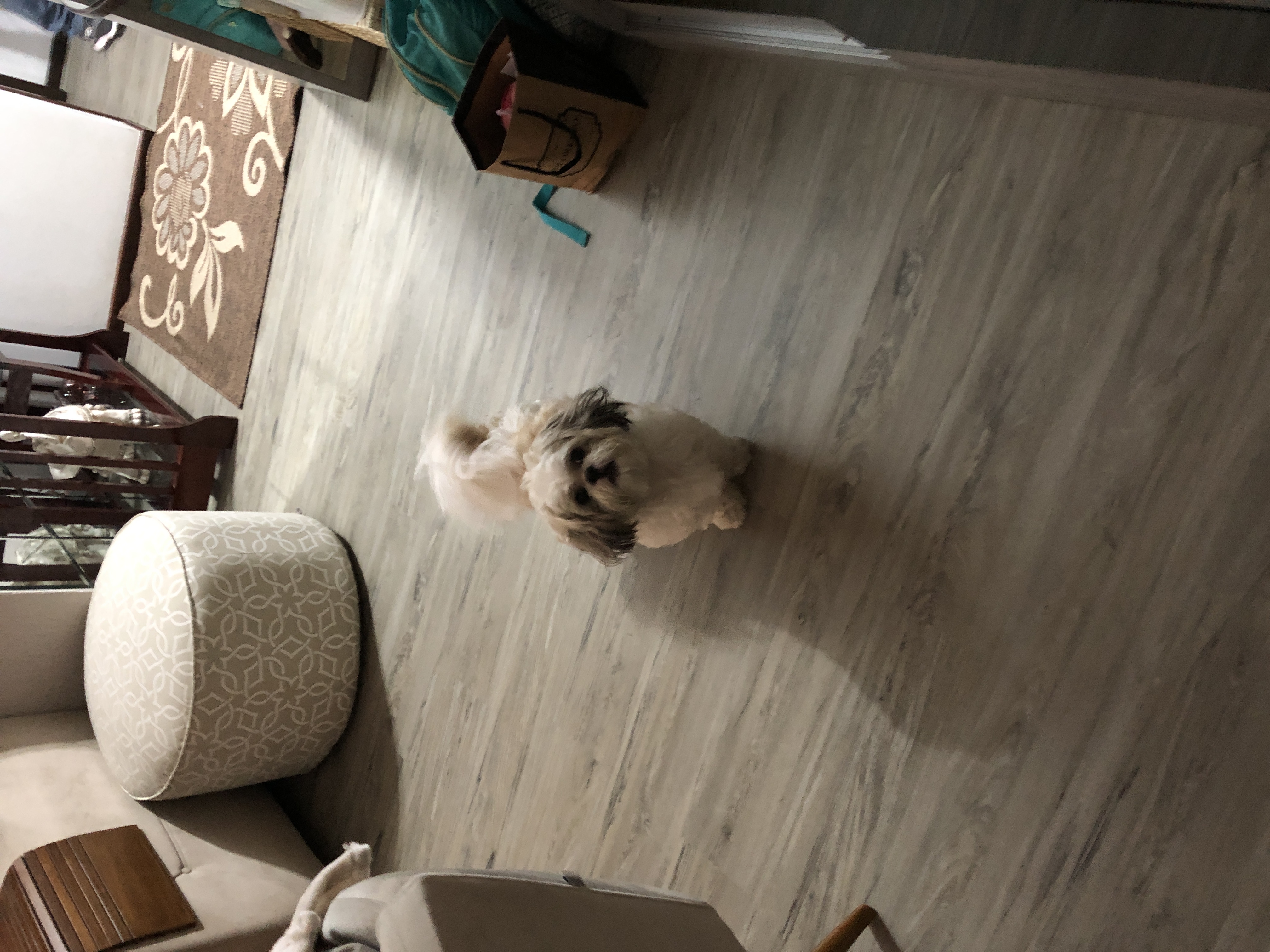 Piso de PVC - Le Blanc — foto 4