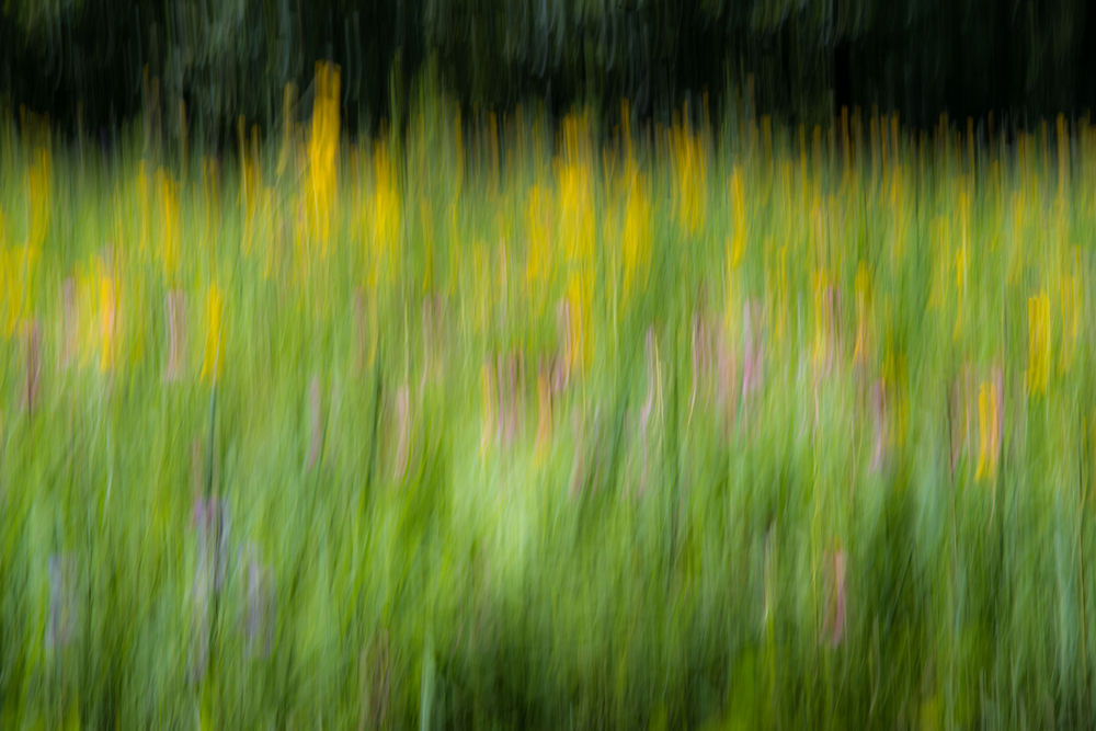 Fields of blur Shuttermonkeys