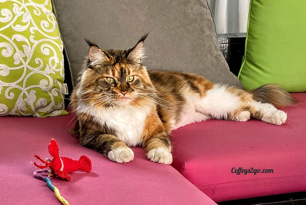 Maine Coone cat pet sitting Coffeys2Go photo photography sitter Portola Valley California CA