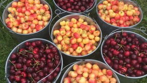 【采摘】Kempf Orchards肯普夫果园