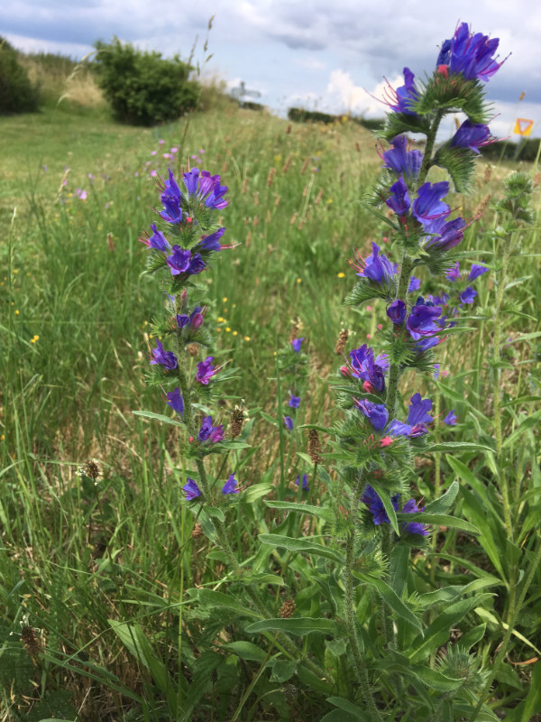 Plant of the Month Vipers Bugloss