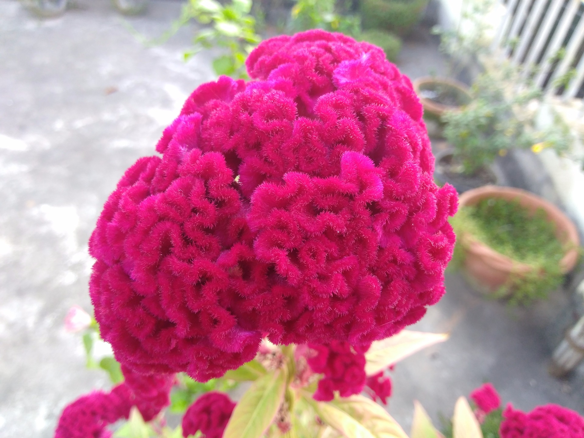 Enlightent COCK HEAD FLOWER.... content media