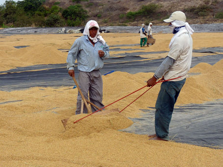 Producción de arroz cáscara se incrementó 23.1% en marzo, según INEI
