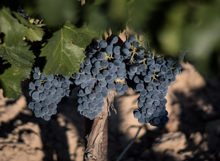 Pruina, el polvo blanco de las uvas