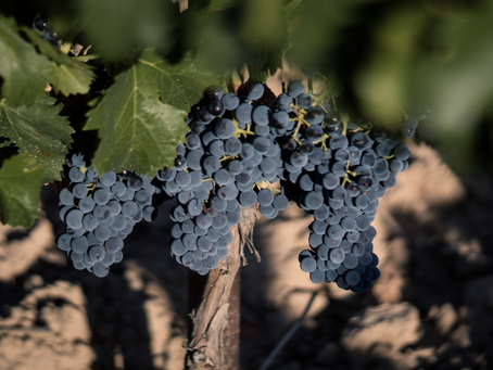 Pruina, el polvo blanco de las uvas