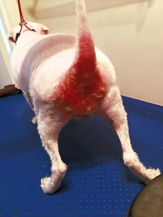 Parlons Des Chiens Et Chats Et De Leurs D Excrements Parlons Des Chiens Et Chats Et De Leurs D Excrements