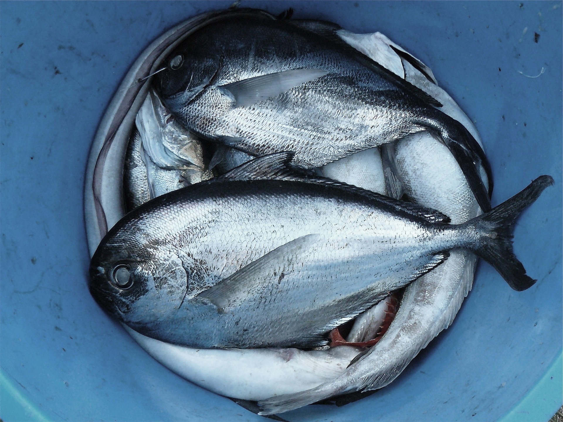 Fish ID please content media