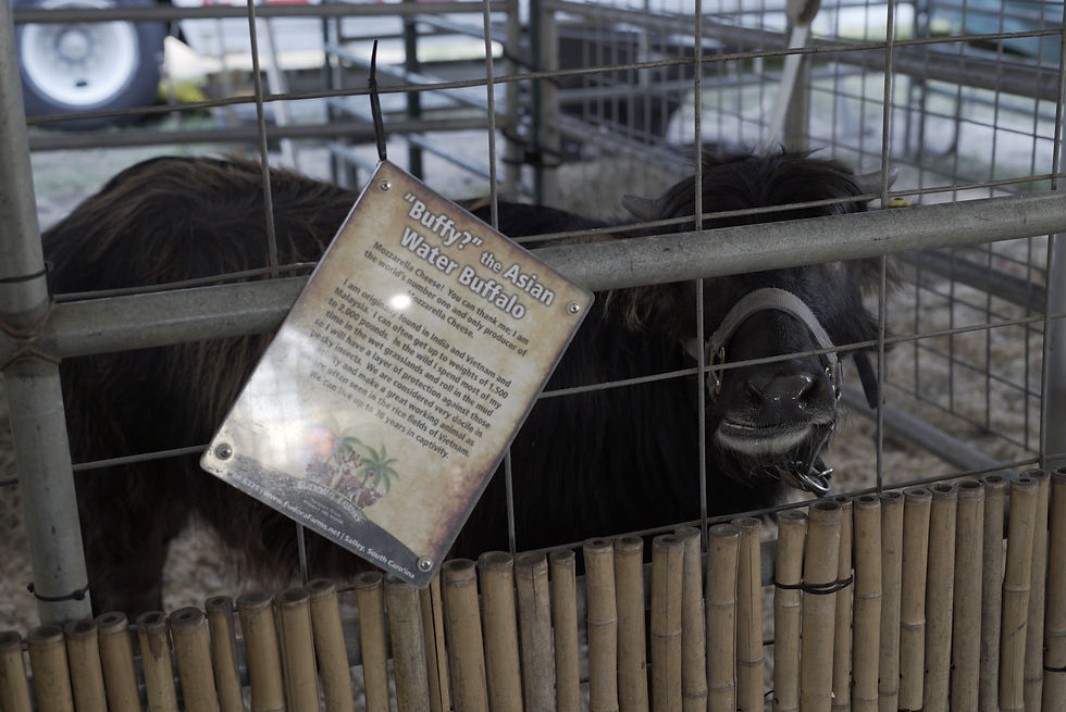 Buffy, Asian Water Buffalo, Eudora Farms Petting Zoo