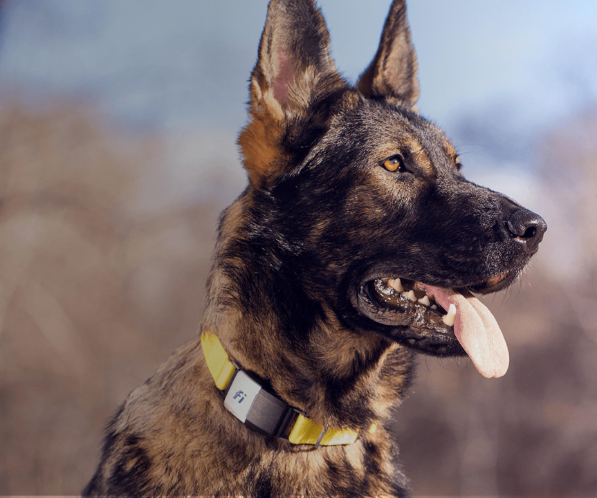 fi dog collar subscription