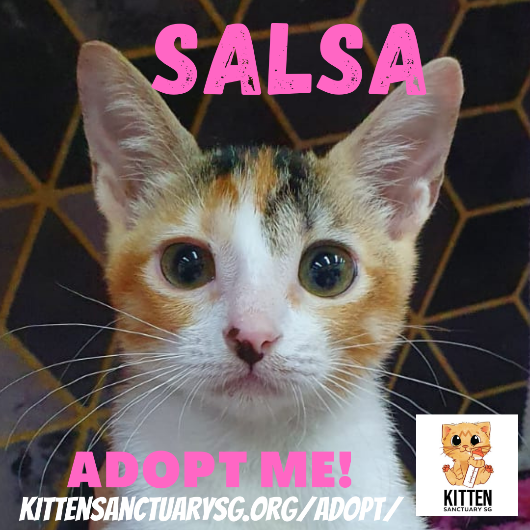 ADOPT ME! Salsa (Kitten) content media