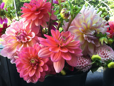 Flower Spotlight: Dahlias