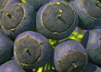 Qui es-ce ? (Trouvé, fruits de lierre) content media
