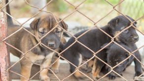 Action Needed: Oppose “The Petland Bills” HB 5916 and 5917