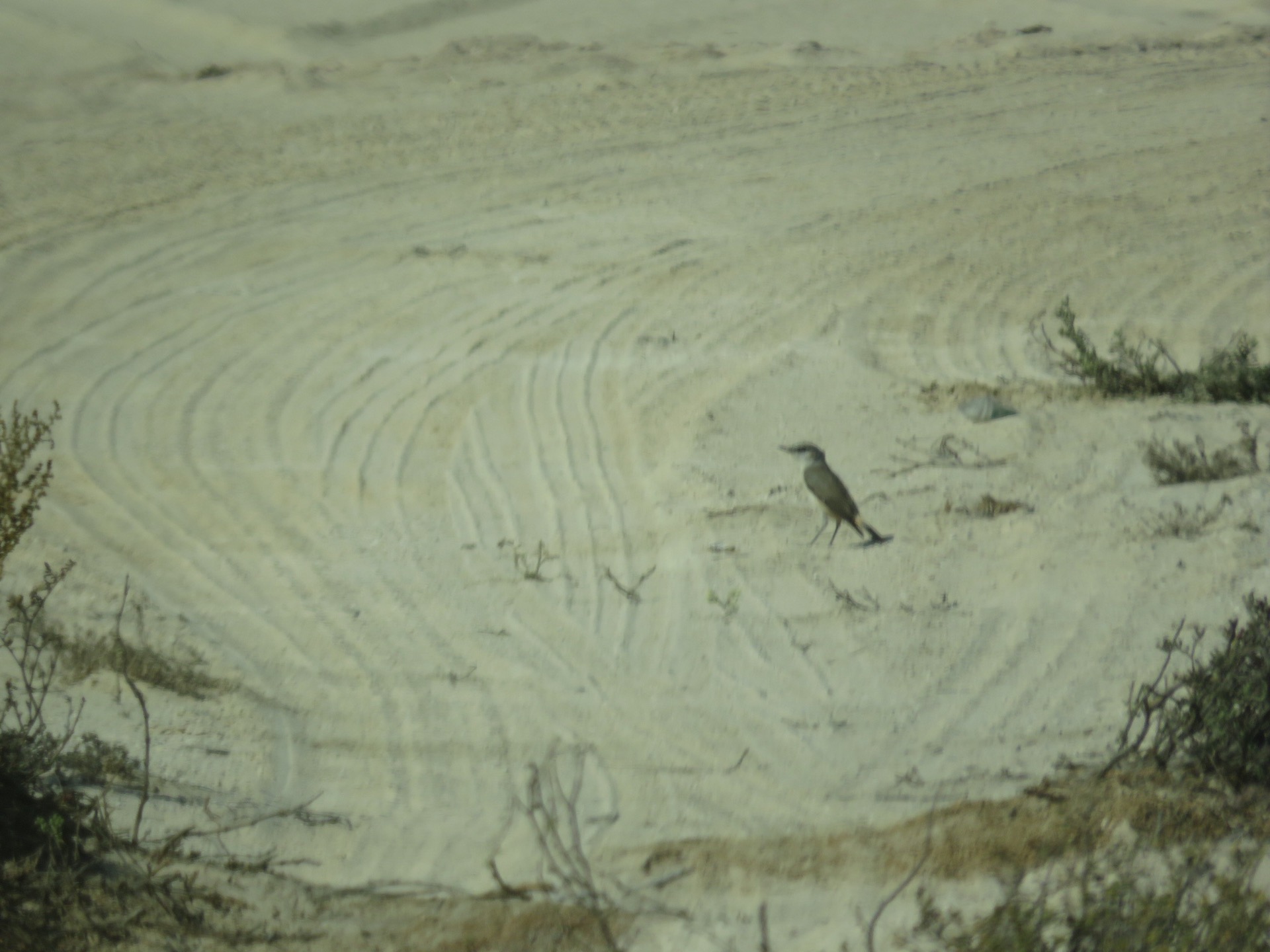 Wheatear ? Not sure what this one is content media