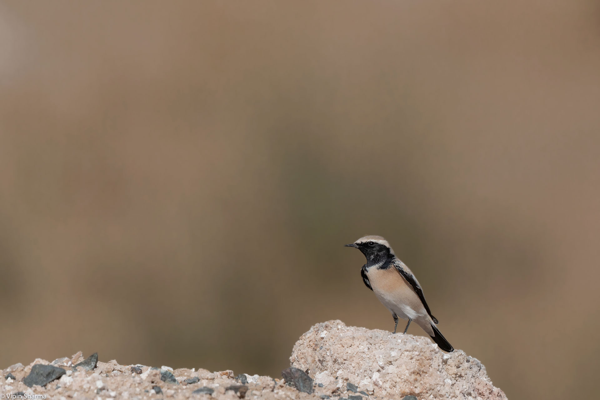 Weekend birding content media