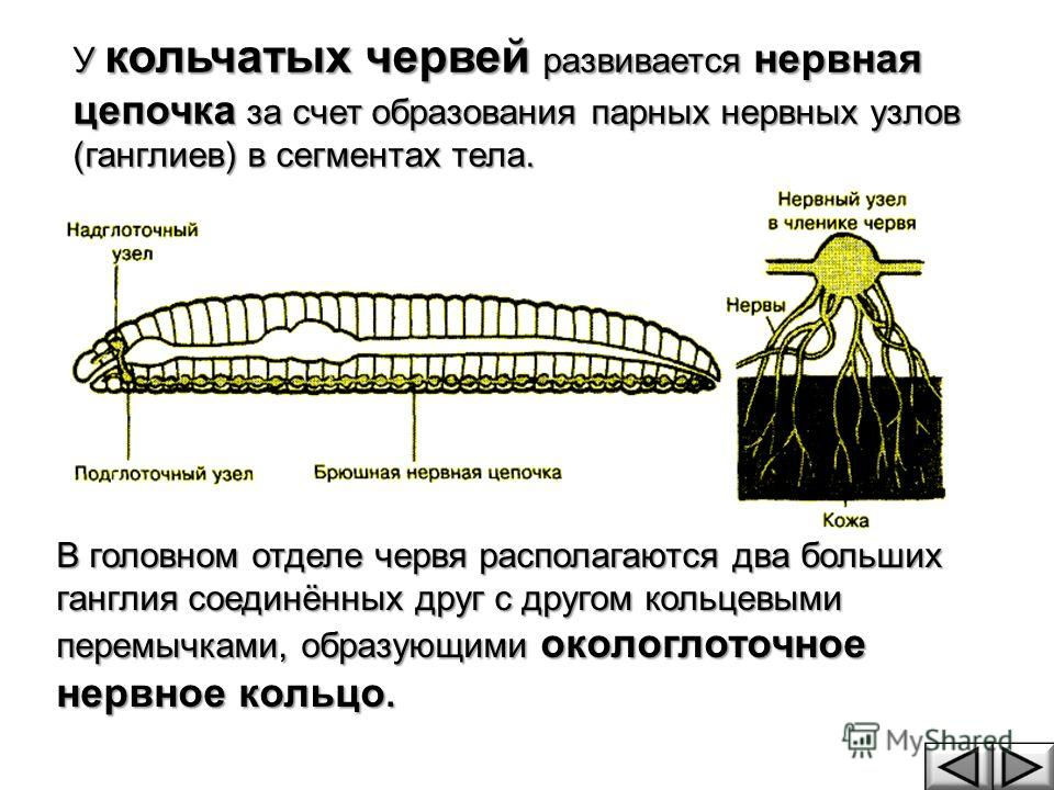 Строение нервной системы дождевого червя чем нервная система - фото ...