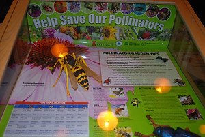 A display case about protecting pollinator species such as bees, a model of a bee at a large flower is included with tips for the garden and a list of types of pollinators. U. of Illinois Extension.