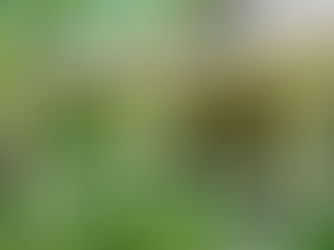 38 Cheshire Drive
Black Mountain, NC 28711
MLS ID#: 3626503