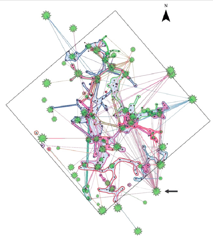 Simard et al. (2012) study looked at 30m x 30m plot of 67 Douglas Fir Trees (green shapes; size relative to tree diameter). Lines link tree roots to ectomycorrhizal Rhizopogon fungi. The most highly connected tree (shown by the arrow) was connected to 47 other trees through 8 R. vesiculus colonies and 3 R. vinicolor colonies.