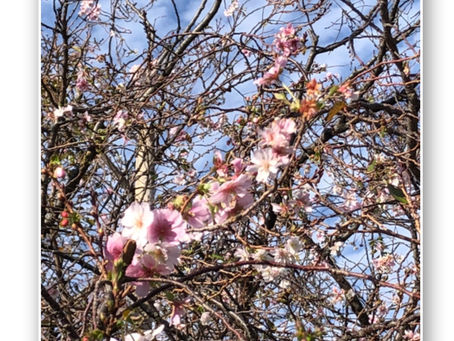 寒桜