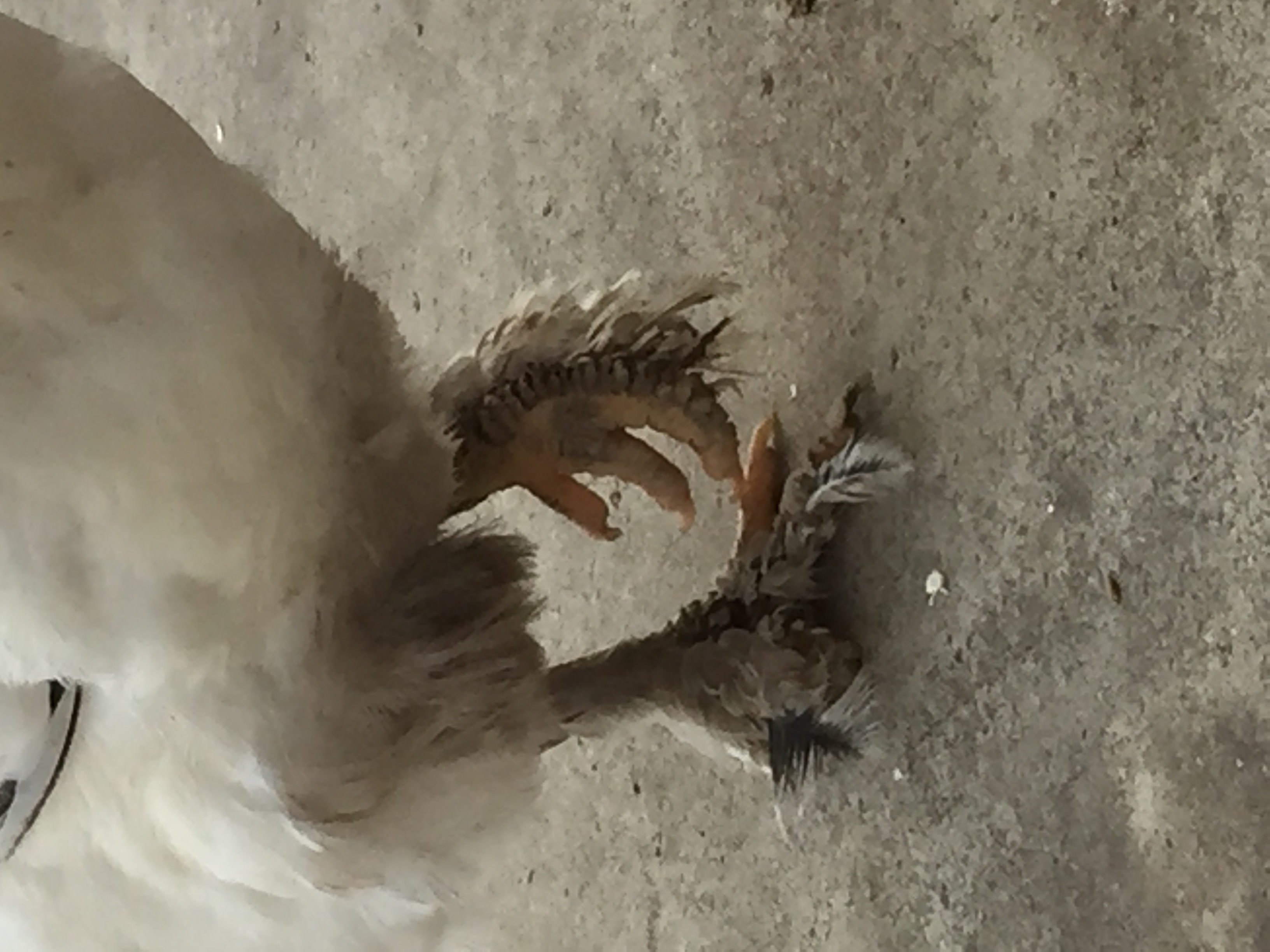 Scaly leg mites? content media